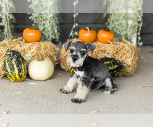 Medium Photo #15 Schnauzer (Miniature) Puppy For Sale in MILLERSBURG, IN, USA