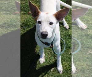 Rat Terrier-Unknown Mix Dogs for adoption in Calgary, Alberta, Canada