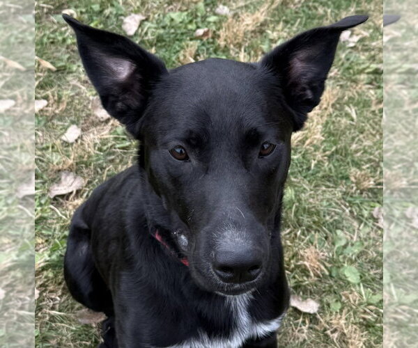 Medium Photo #3 Mutt Puppy For Sale in Minneapolis, MN, USA