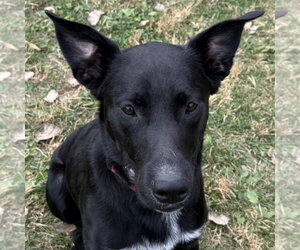 Franklin - Male Mutt Dog for Adoption - Photo #3