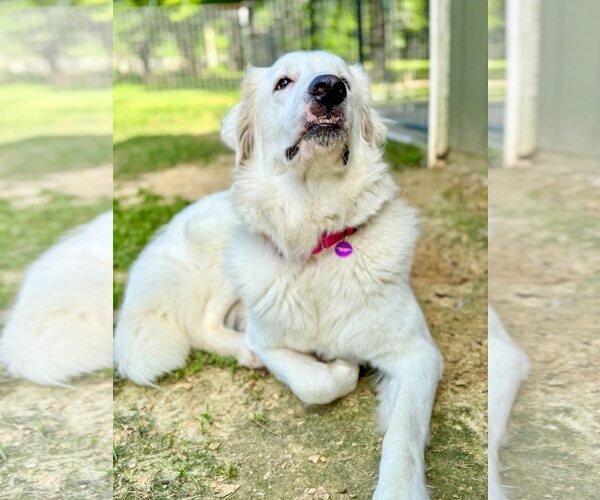 Medium Photo #16 Great Pyrenees-Unknown Mix Puppy For Sale in Houston, TX, USA