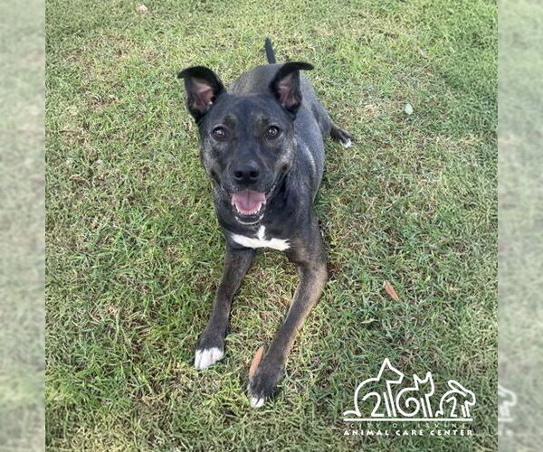 Medium Photo #1 American Pit Bull Terrier-German Shepherd Dog Mix Puppy For Sale in Irvine, CA, USA