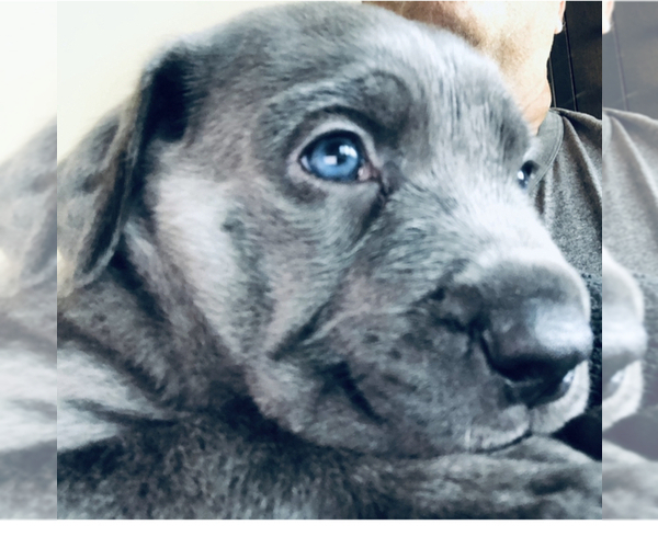 Medium Photo #2 Cane Corso-Irish Wolfhound Mix Puppy For Sale in MESA, AZ, USA