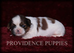 Small Photo #10 Shih Tzu Puppy For Sale in COPPOCK, IA, USA