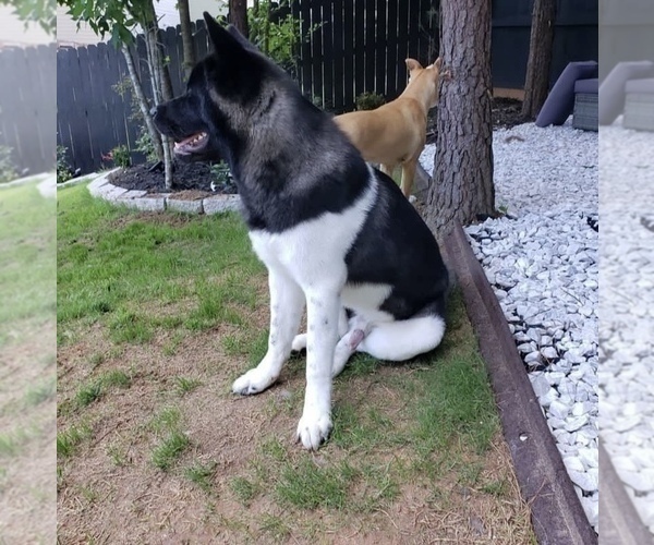 Medium Photo #1 Akita Puppy For Sale in MCDONOUGH, GA, USA