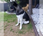 Small Photo #1 Akita Puppy For Sale in MCDONOUGH, GA, USA