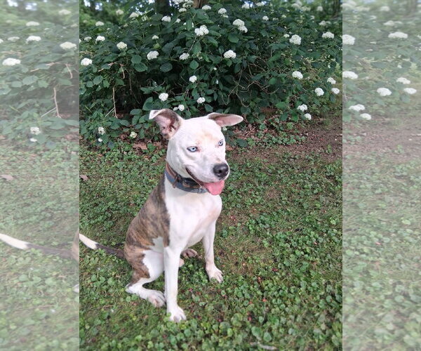 Medium Photo #4 American Pit Bull Terrier-Unknown Mix Puppy For Sale in Germantown, OH, USA