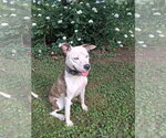 Small #3 American Pit Bull Terrier Mix