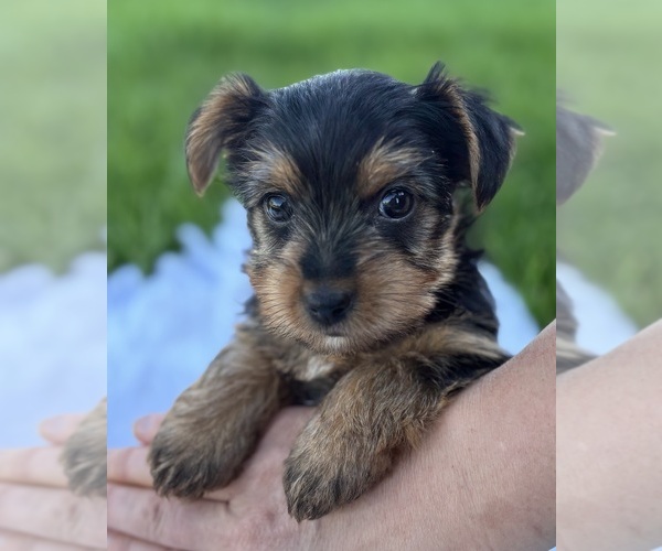 Medium Photo #12 Yorkshire Terrier Puppy For Sale in ROCK STREAM, NY, USA