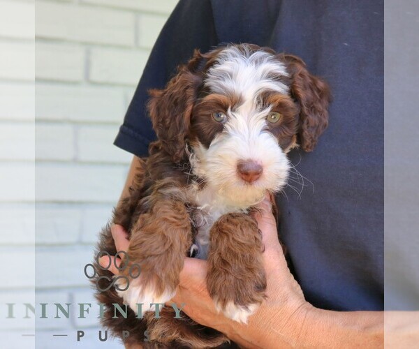 Medium Photo #2 Bernedoodle (Miniature) Puppy For Sale in NARVON, PA, USA