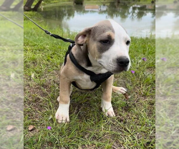 Medium Photo #4 Bulldog-Unknown Mix Puppy For Sale in Tarrytown, GA, USA