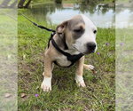 Small #3 Bulldog Mix