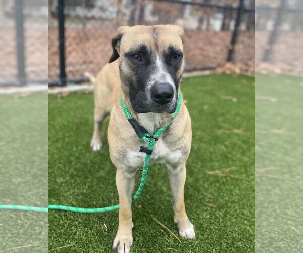 Medium Photo #4 Mastiff-Unknown Mix Puppy For Sale in Holly Springs, NC, USA