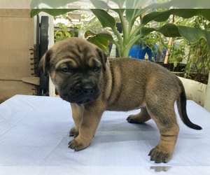 Cane Corso Puppy for sale in ASHLAND, NH, USA
