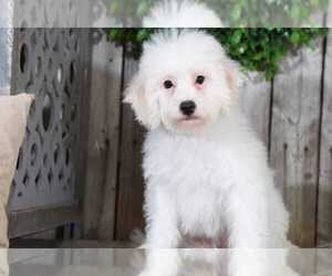 Poochon Puppy for sale in MOUNT VERNON, OH, USA