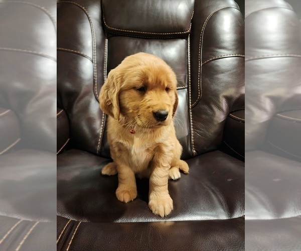 Full screen Photo #2 Golden Retriever Puppy For Sale in VANCOUVER, WA, USA