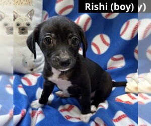 Mutt Dogs for adoption in Oak Bluffs, MA, USA