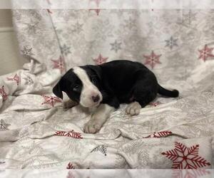 Border Collie-Unknown Mix Dogs for adoption in Modesto, CA, USA