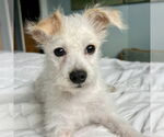 Small Maltese Mix