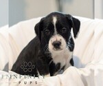 Small #3 French Bulldog-Goldendoodle Mix