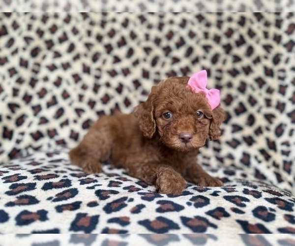 Medium Photo #4 Cockapoo (Miniature) Puppy For Sale in LAKELAND, FL, USA