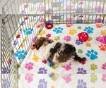 Tucker - Male Havashire Puppy for Sale - Photo #6