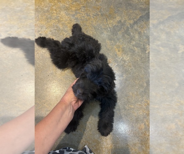Medium Photo #36 F2 Aussiedoodle Puppy For Sale in BUSH, LA, USA