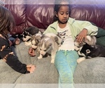 Small Photo #18 Siberian Husky Puppy For Sale in TRIMBLE, MO, USA