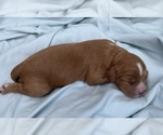 Small Photo #39 Cavapoo Puppy For Sale in PENSACOLA, FL, USA