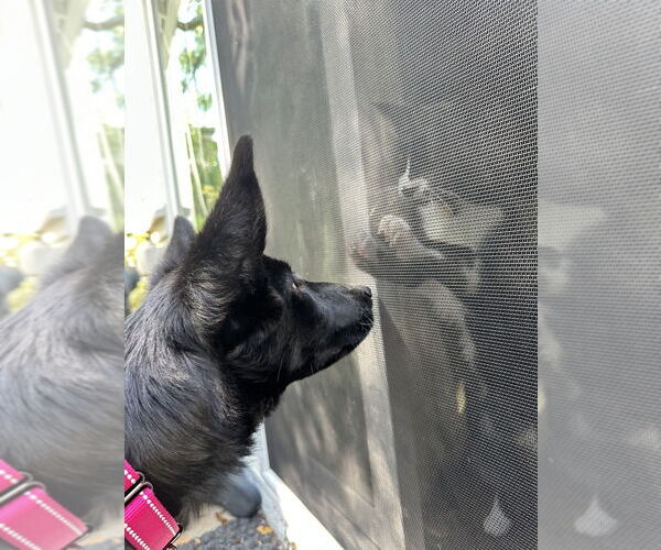 Medium Photo #3 German Shepherd Dog Puppy For Sale in West Sacramento, CA, USA