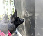 Small #2 German Shepherd Dog