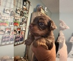 Small Photo #2 Yorkshire Terrier Puppy For Sale in HUDSON, FL, USA