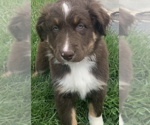 Australian Shepherd Puppy for sale in PINE BUSH, NY, USA