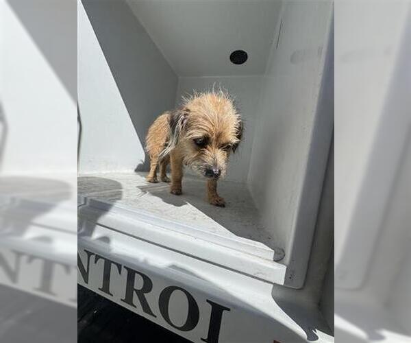 Medium Photo #1 Mutt Puppy For Sale in Houston, TX, USA