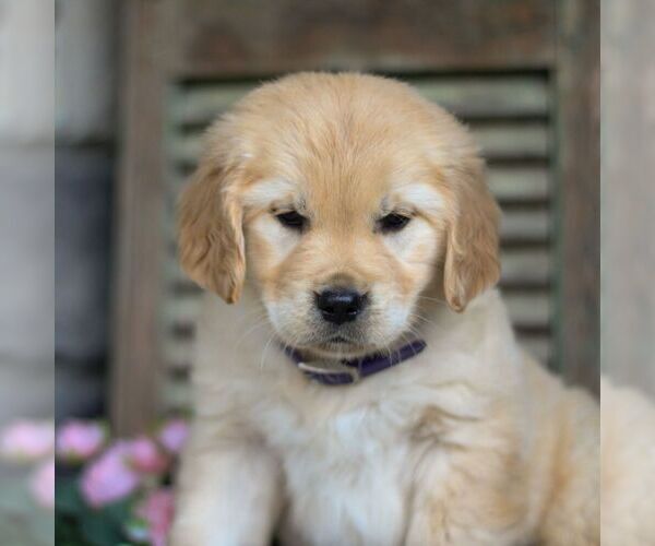 Medium Photo #5 Golden Retriever Puppy For Sale in LITITZ, PA, USA