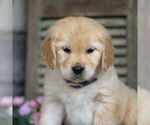 Small Photo #5 Golden Retriever Puppy For Sale in LITITZ, PA, USA