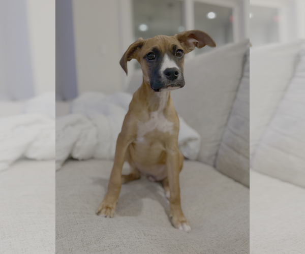 Medium Photo #1 Boxerhuahua Puppy For Sale in Bellevue, WA, USA