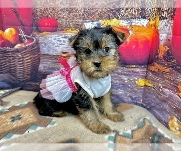 Medium Photo #3 Yorkshire Terrier Puppy For Sale in CASSVILLE, MO, USA