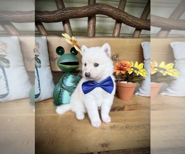 Medium Photo #22 Pomsky Puppy For Sale in VENUS, PA, USA