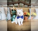 Small Photo #22 Pomsky Puppy For Sale in VENUS, PA, USA