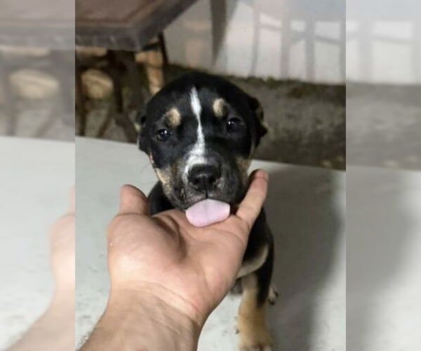 Medium Photo #4 Australian Kelpie-Labrador Retriever Mix Puppy For Sale in San Diego, CA, USA