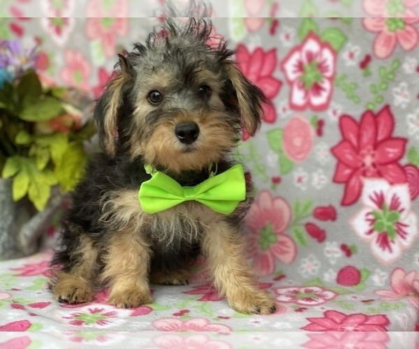 Medium Photo #1 YorkiePoo Puppy For Sale in LANCASTER, PA, USA