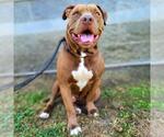 Small #1 American Pit Bull Terrier