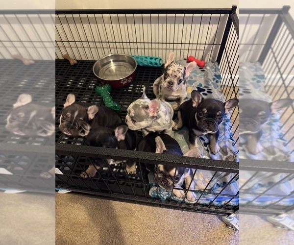 Medium Photo #1 French Bulldog Puppy For Sale in GREENVILLE, SC, USA