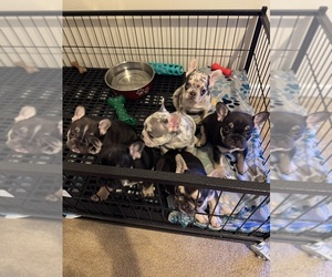French Bulldog Puppy for Sale in GREENVILLE, South Carolina USA