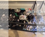 Image preview for Ad Listing. Nickname: Litter of 6