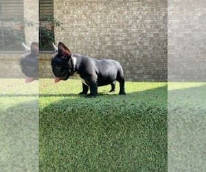 French Bulldog Puppy for sale in HOUSTON, TX, USA