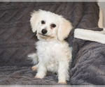 Small Photo #9 Bichon Frise Puppy For Sale in WAKARUSA, IN, USA