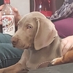 Small Photo #4 Weimaraner Puppy For Sale in BERESFORD, SD, USA