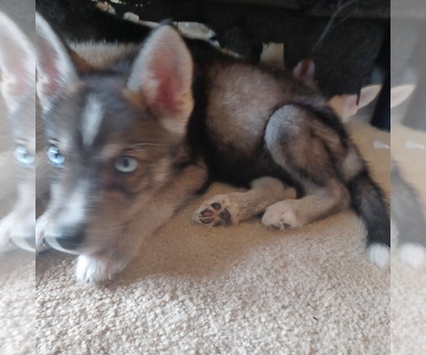 Medium Photo #1 Gerberian Shepsky Puppy For Sale in EDMORE, MI, USA
